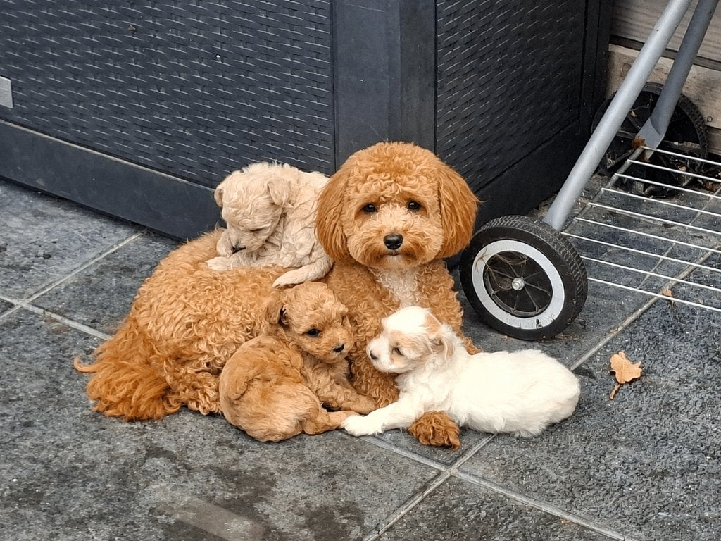 Maltipoo Pups, Dieren en Toebehoren, Honden | Chihuahua's en Gezelschapshonden, Parvo, Overige rassen, 8 tot 15 weken, Meerdere