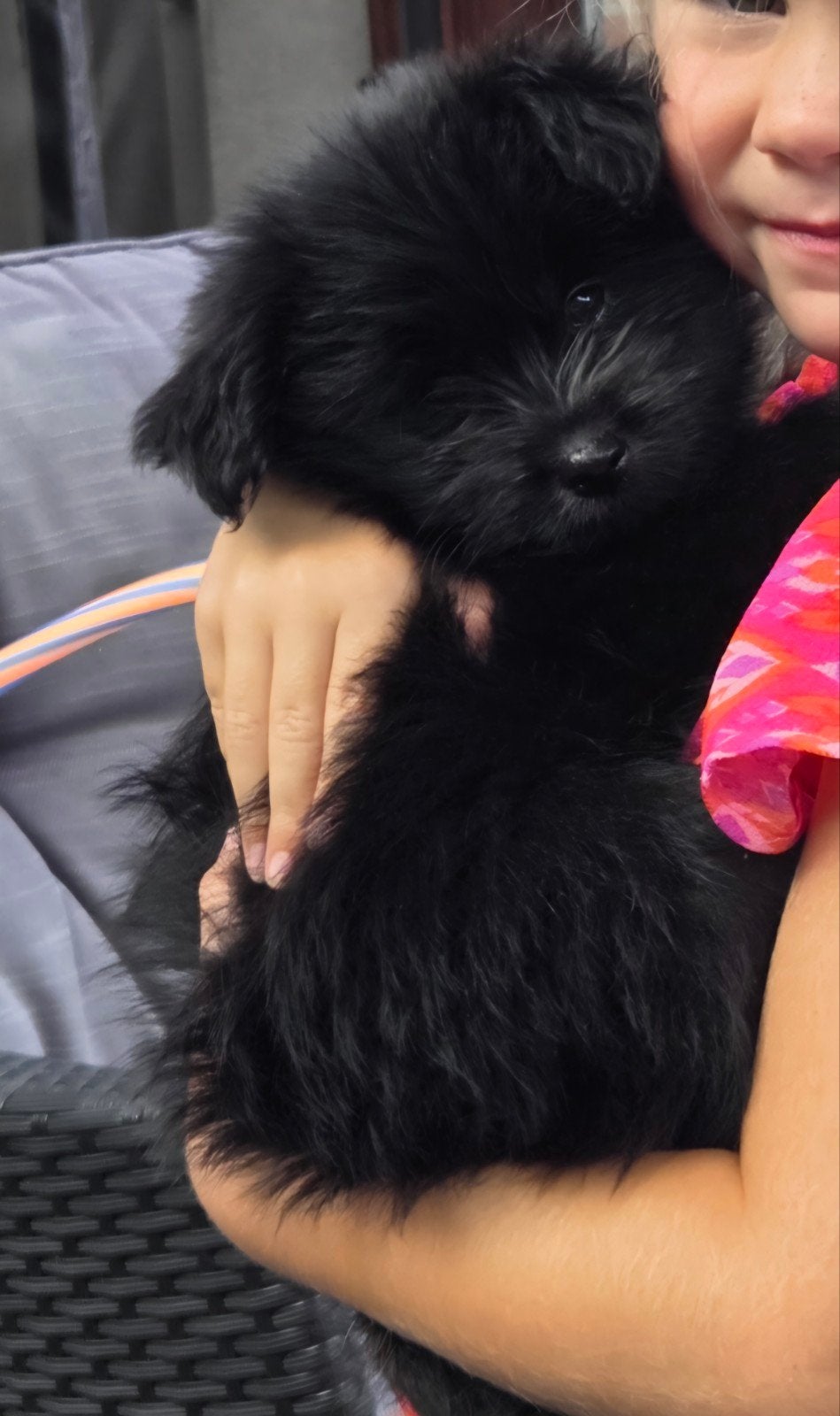 Knappe pomeriaan/boomer pup reutjes, Dieren en Toebehoren, Keeshond, Reu, 8 tot 15 weken, Meerdere