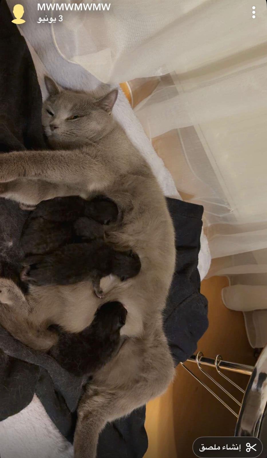 Prachtige kruising Britse Korthaar kittens – 6 meisjes, Dieren en Toebehoren, Poes