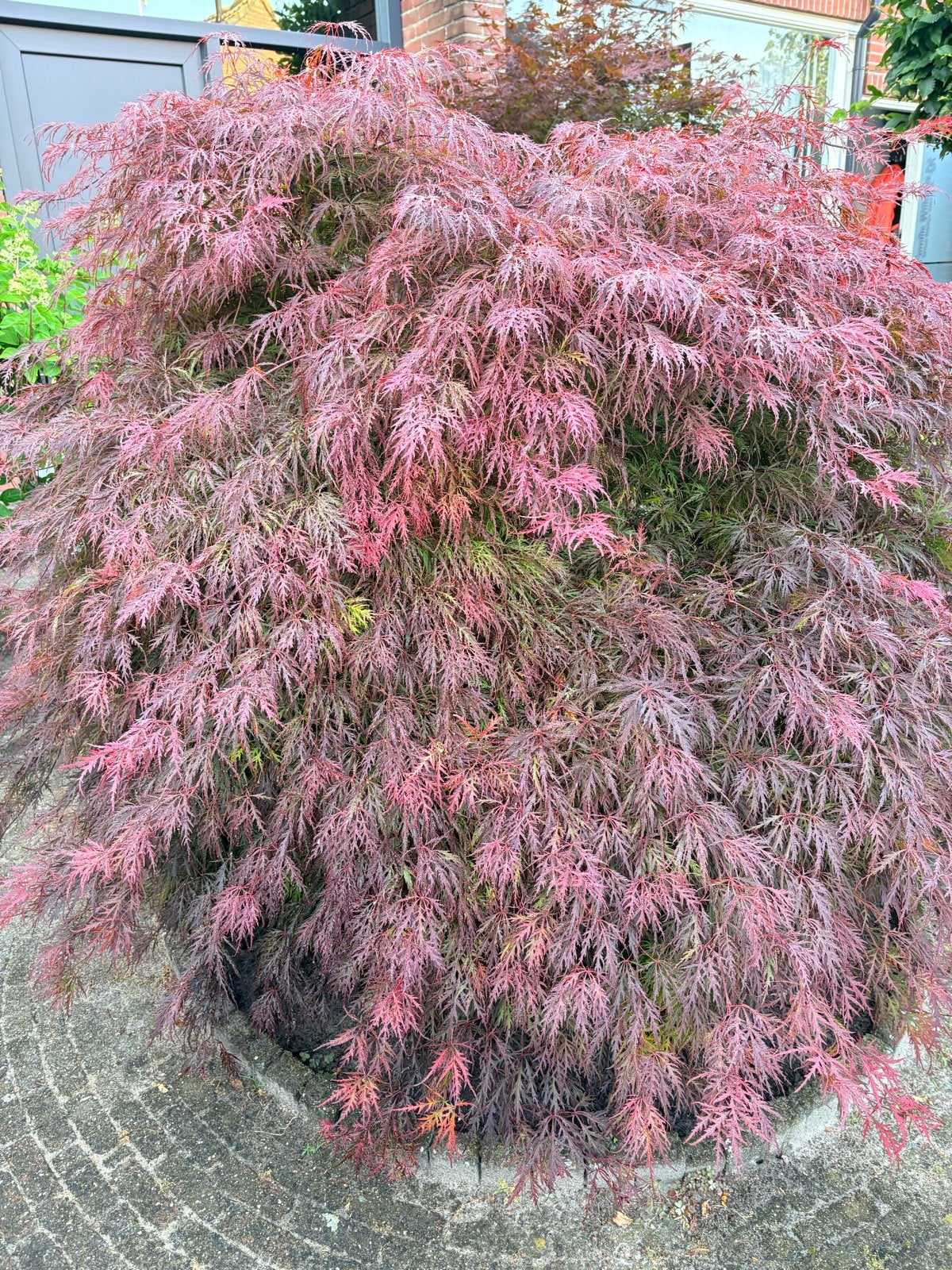 Prachtige Japanse Esdoorn (Acer Palmatum Dissectum), Tuin en Terras, Bloeit niet, 100 tot 250 cm, Ophalen, In pot