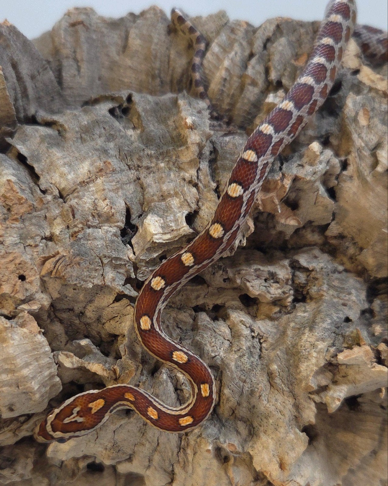Rattenslang Rat Snake photo 2