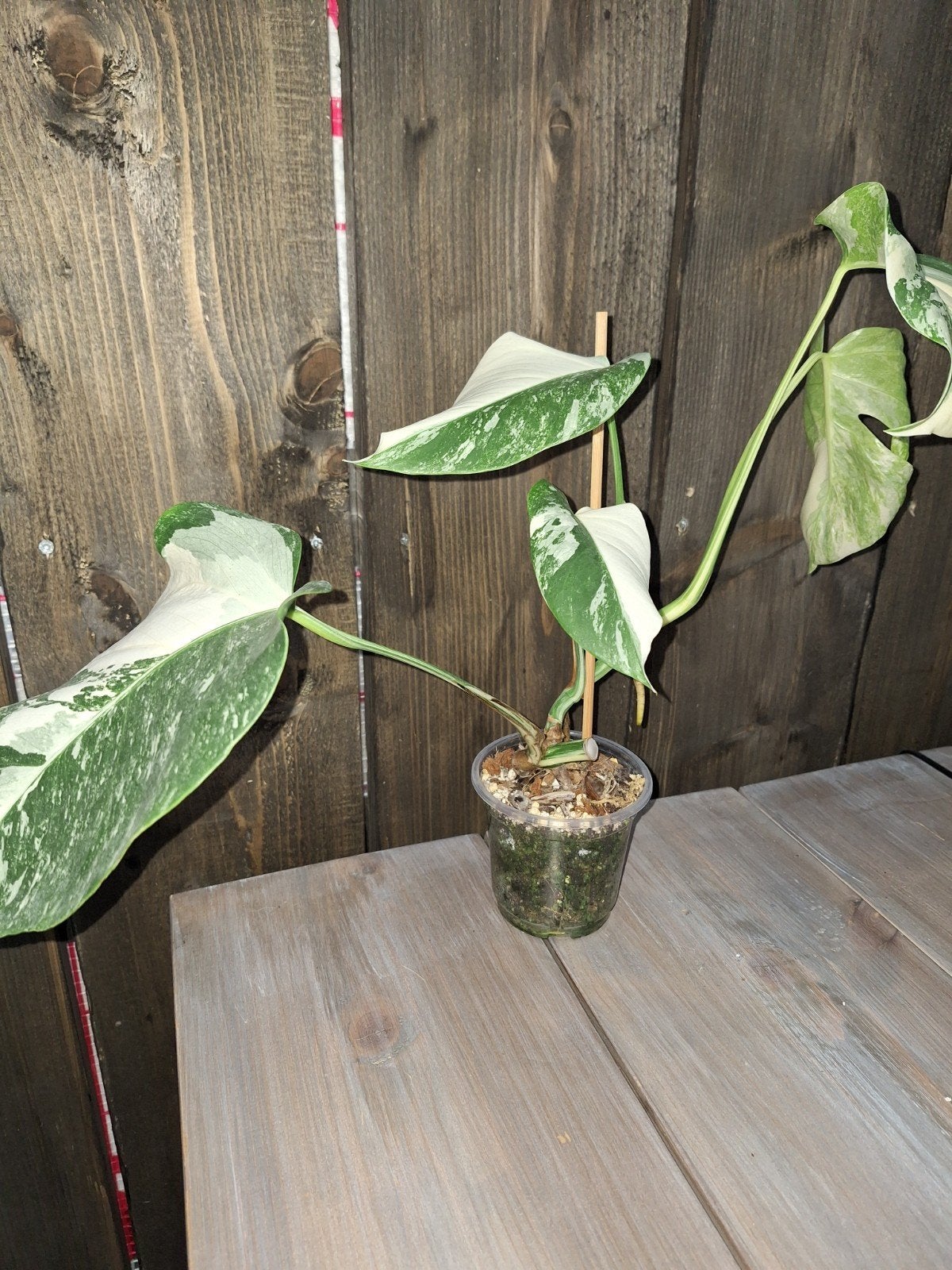 Monstera variegata plantje, Ophalen of Verzenden, Halfschaduw, Minder dan 100 cm