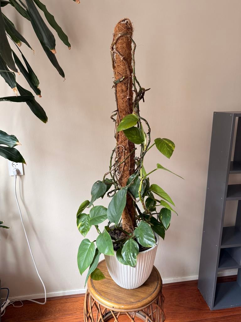 Plant en pot, Ophalen, Halfschaduw, Minder dan 100 cm