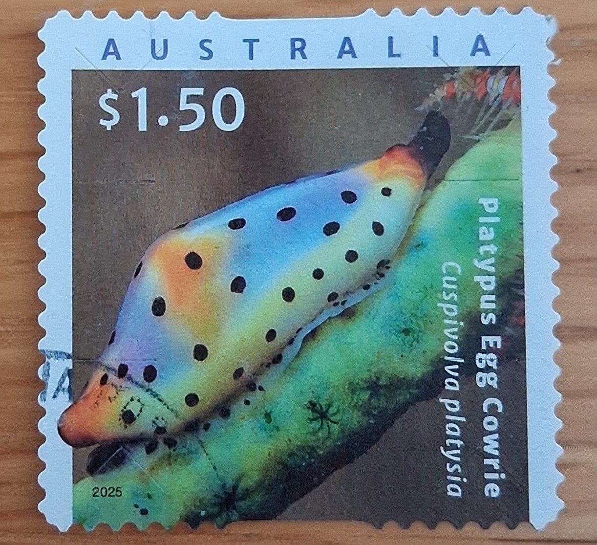 AUSTRALIË 2025 : LIVING SEASHELL S.A, Postzegels en Munten, Postzegels | Oceanië, Ophalen of Verzenden