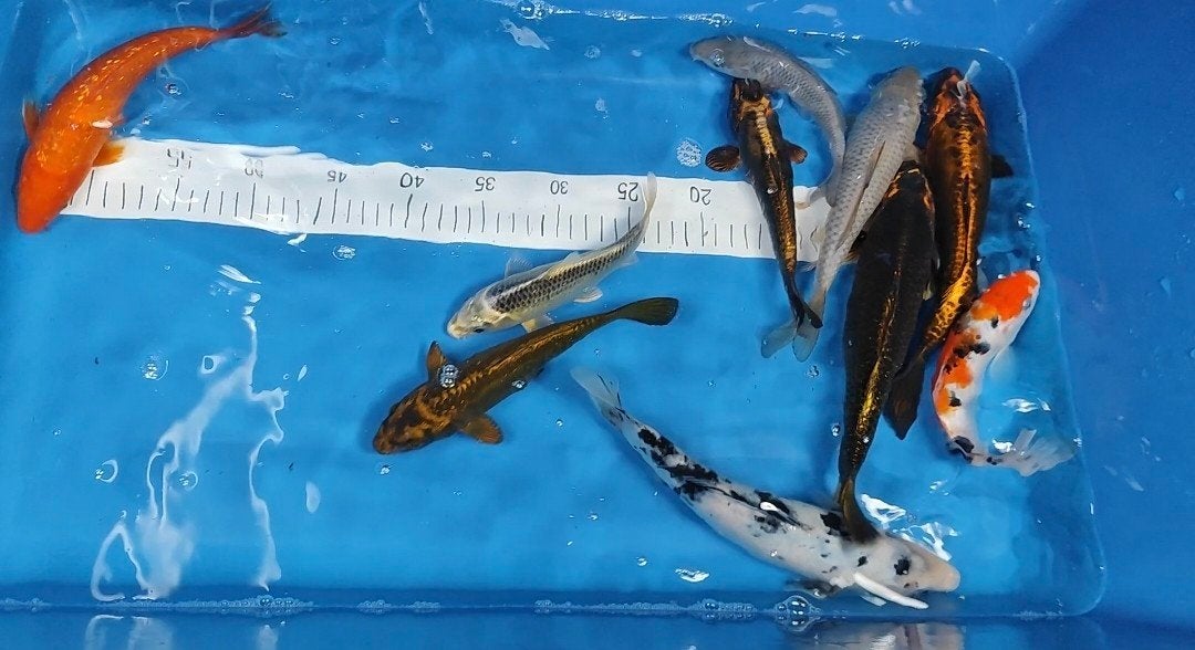 Japanse koi 9 stuks, Dieren en Toebehoren, Karper of Koi