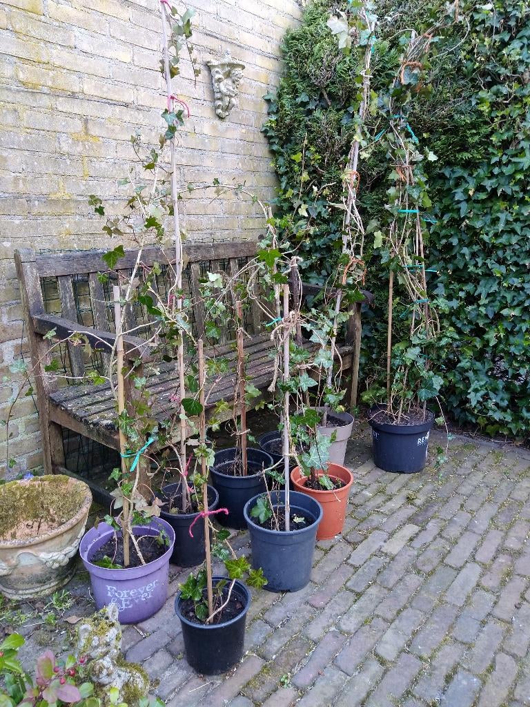 Klimopplanten Hedera, Ophalen, Vaste plant, Halfschaduw, Klimplanten