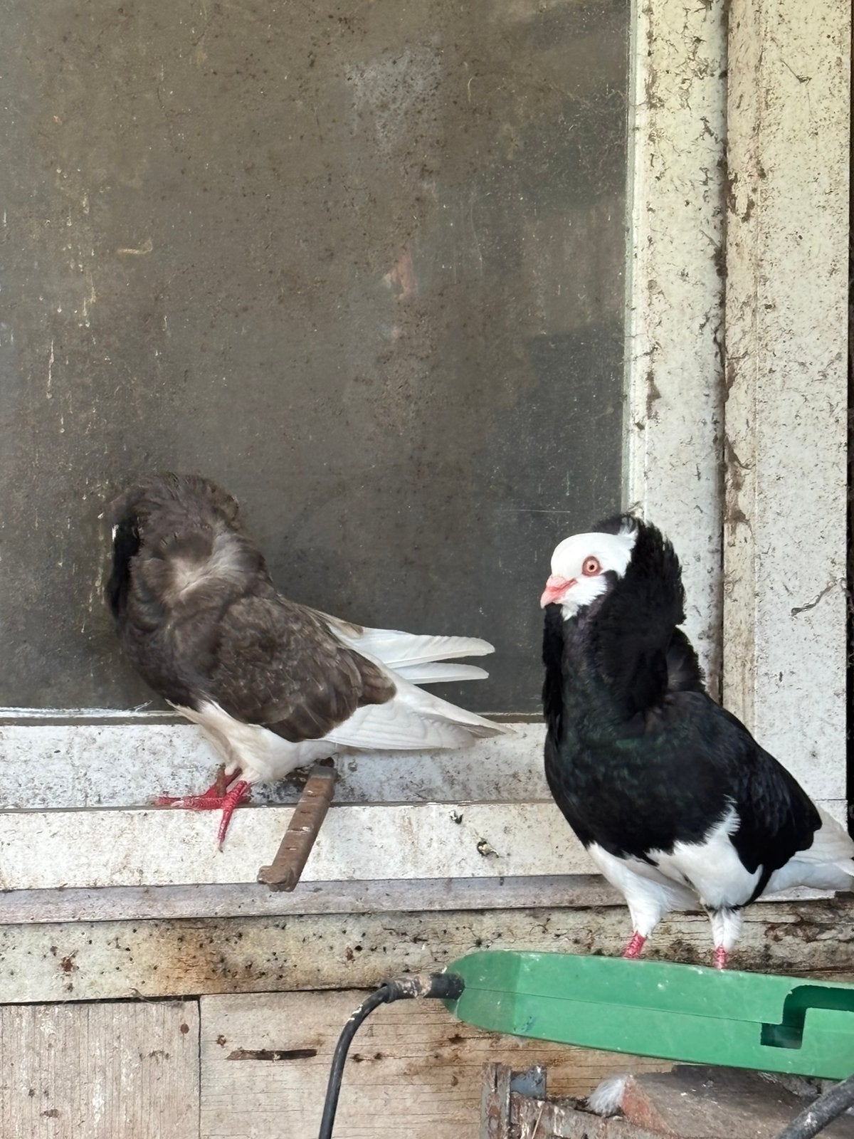 Nonduiven, Dieren en Toebehoren