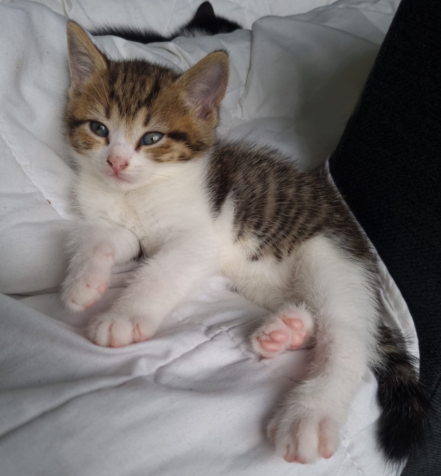 Kittens, Dieren en Toebehoren, Meerdere dieren, Kortharig, 0 tot 2 jaar