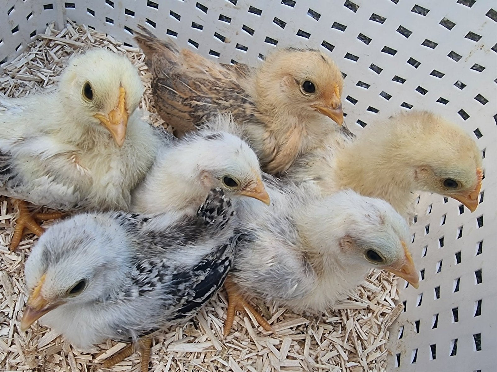 Serama's te koop, Dieren en Toebehoren, Meerdere dieren, Kip