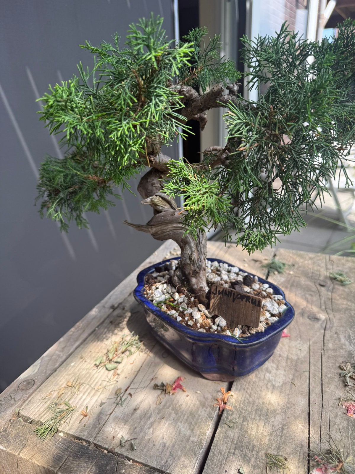 Bonsai Juniperus met mooie tanuki, Ophalen, Bloeit niet, Halfschaduw, Overige soorten