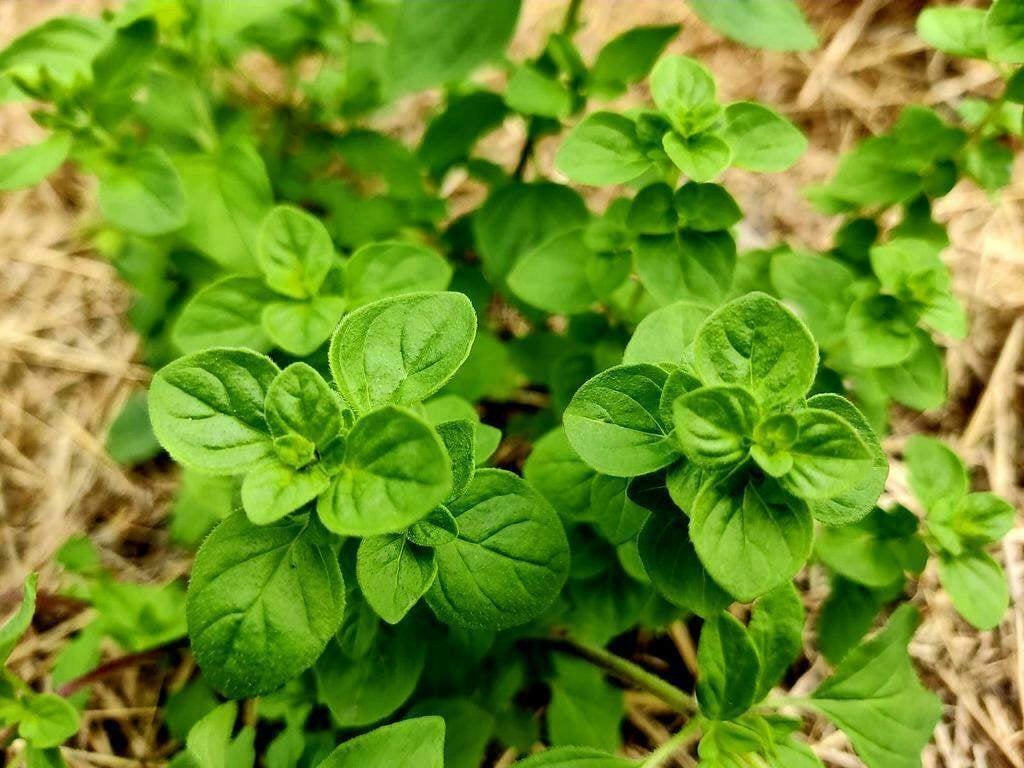 Oregano zaden, Verzenden, Zaad