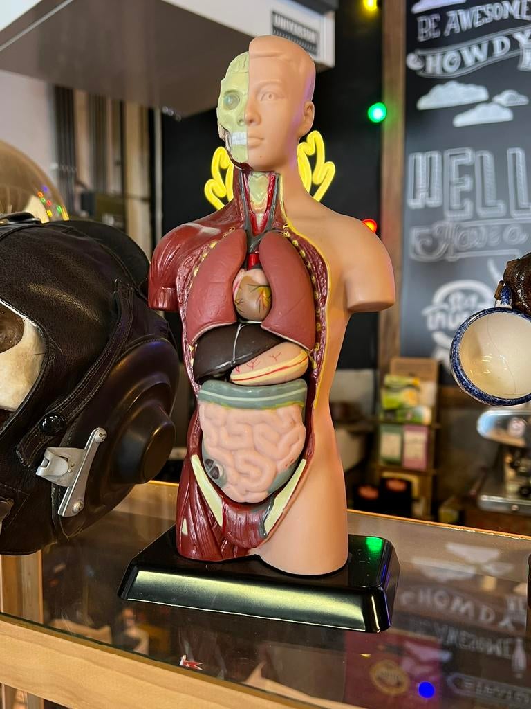 Kleine torso anatomsich model 23 cm mens, Ophalen of Verzenden