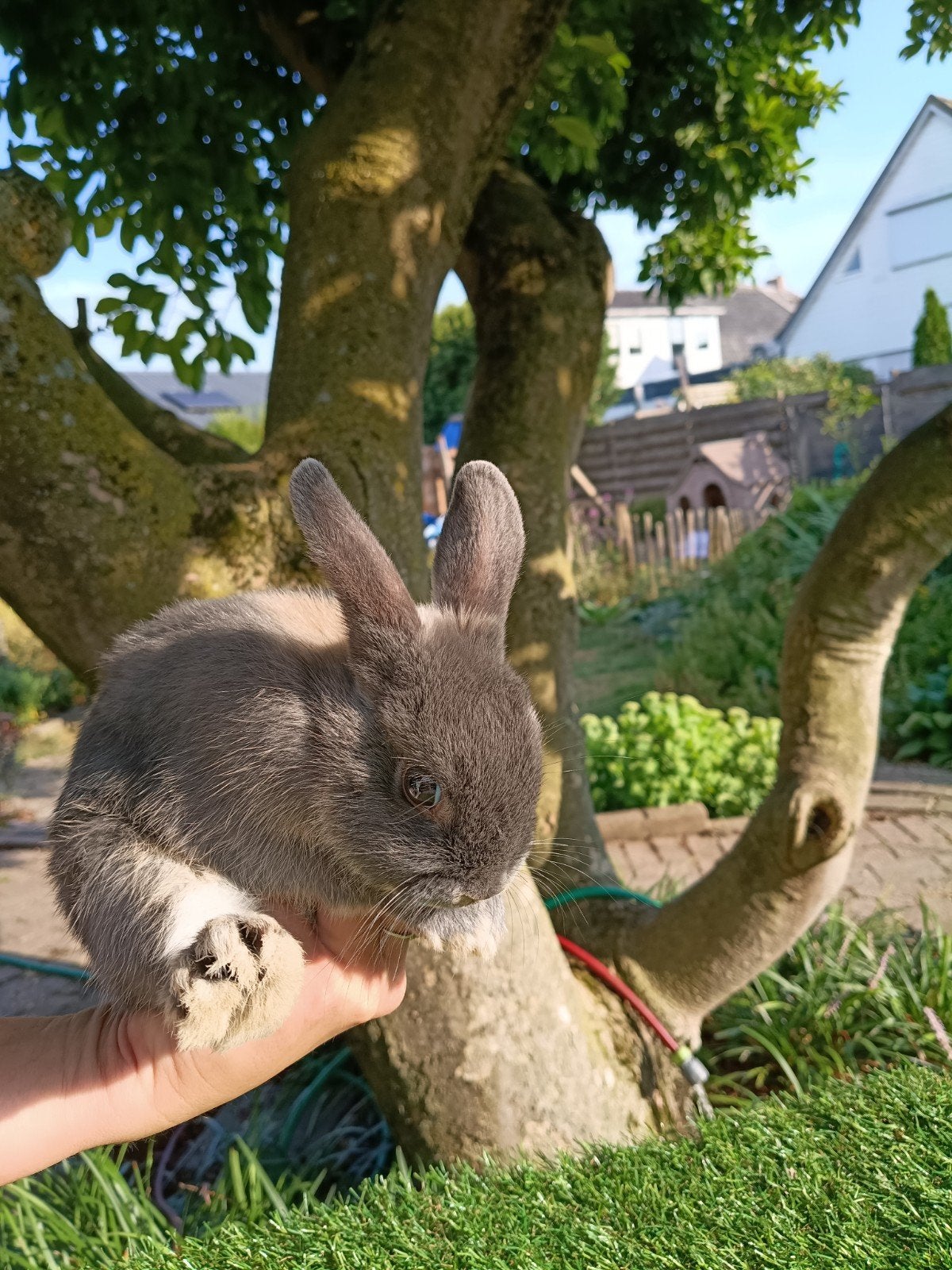 Nog 3 lieve kleine rammetjes zoeken een lief baasje., Meerdere dieren, Dwerg, Hangoor, 0 tot 2 jaar