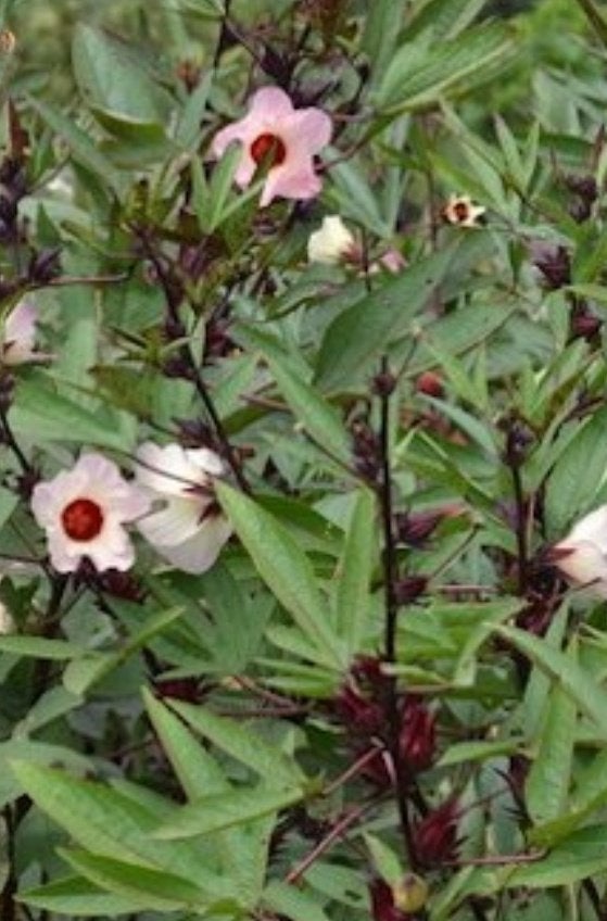 Hibiscus Sabdariffa - Roselle Zaden voor Thee en Gezondheid, Ophalen of Verzenden, Voorjaar, Volle zon, Zaad