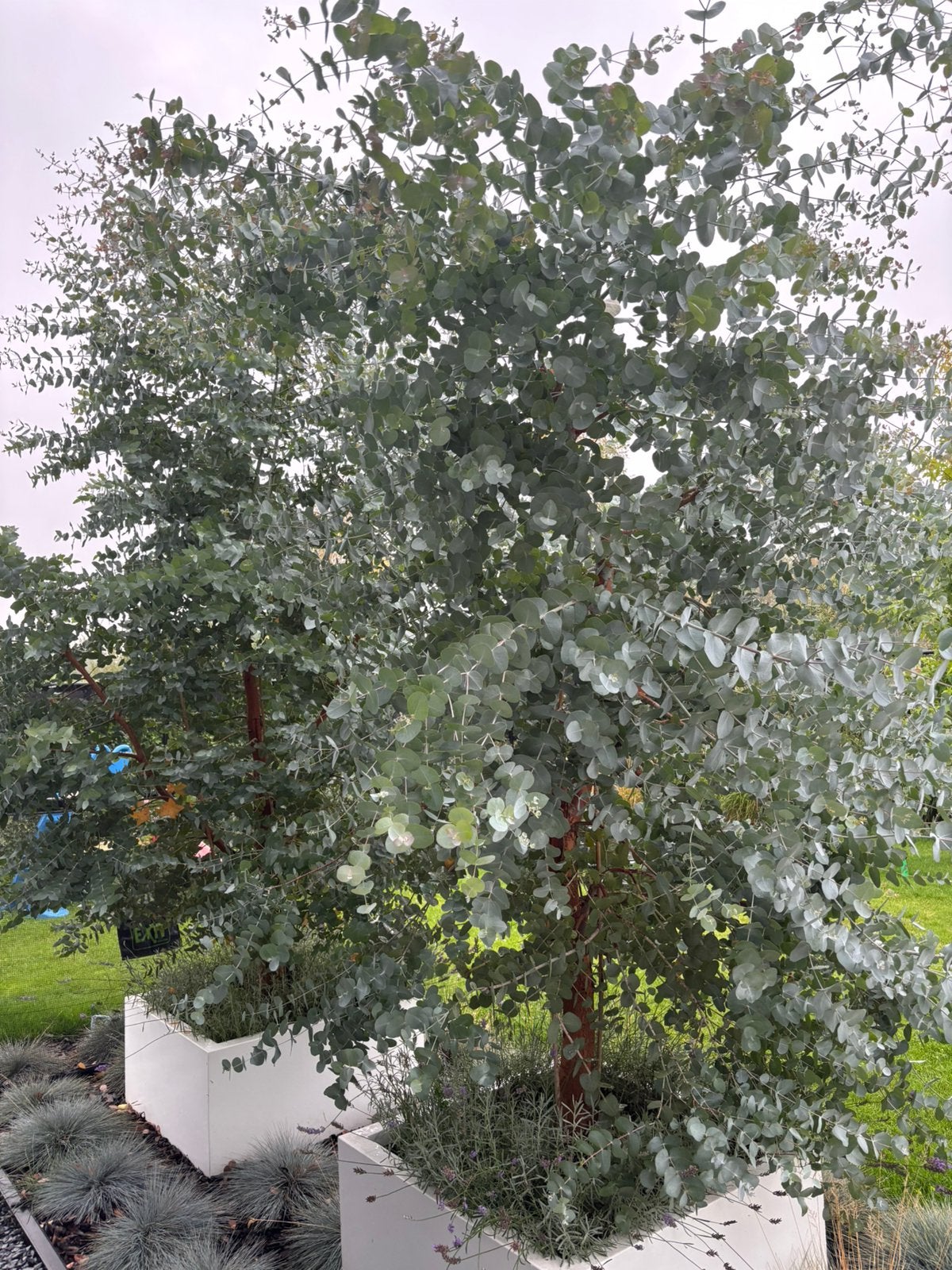 Eucalyptus takken, Bloeit niet, Overige soorten, Minder dan 100 cm, Ophalen