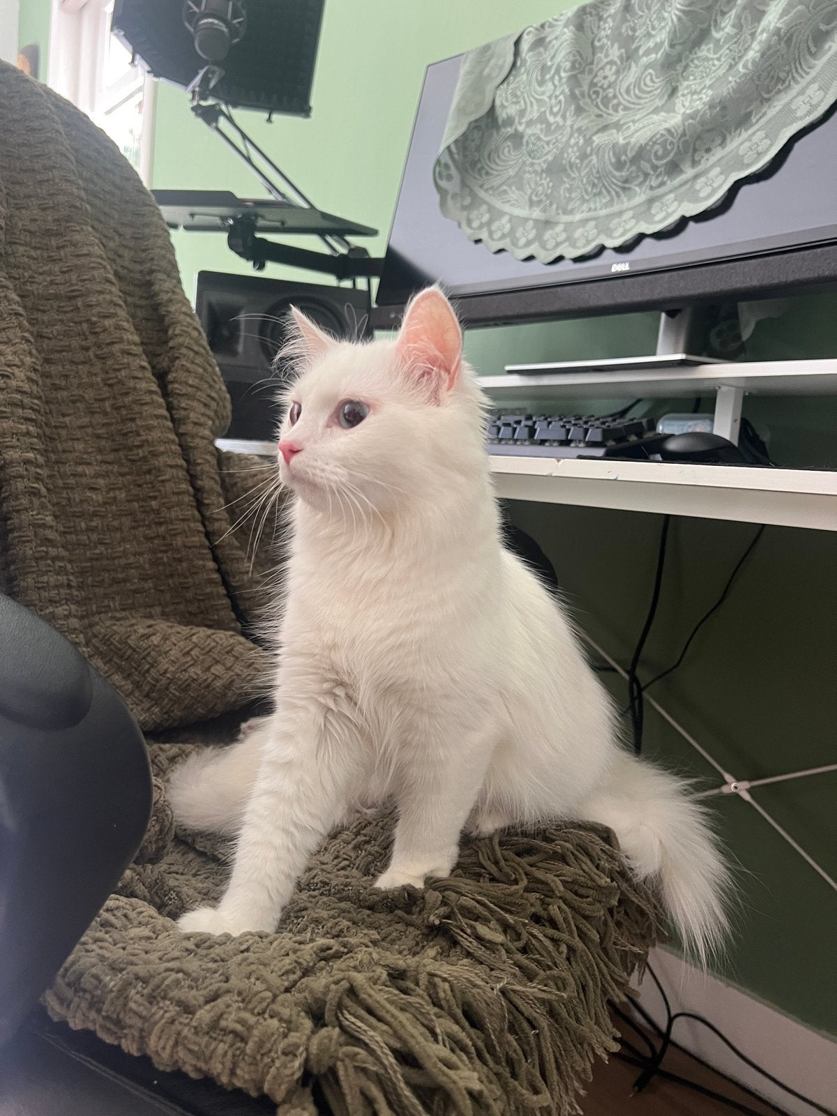 Superlieve Perzische kat, Dieren en Toebehoren