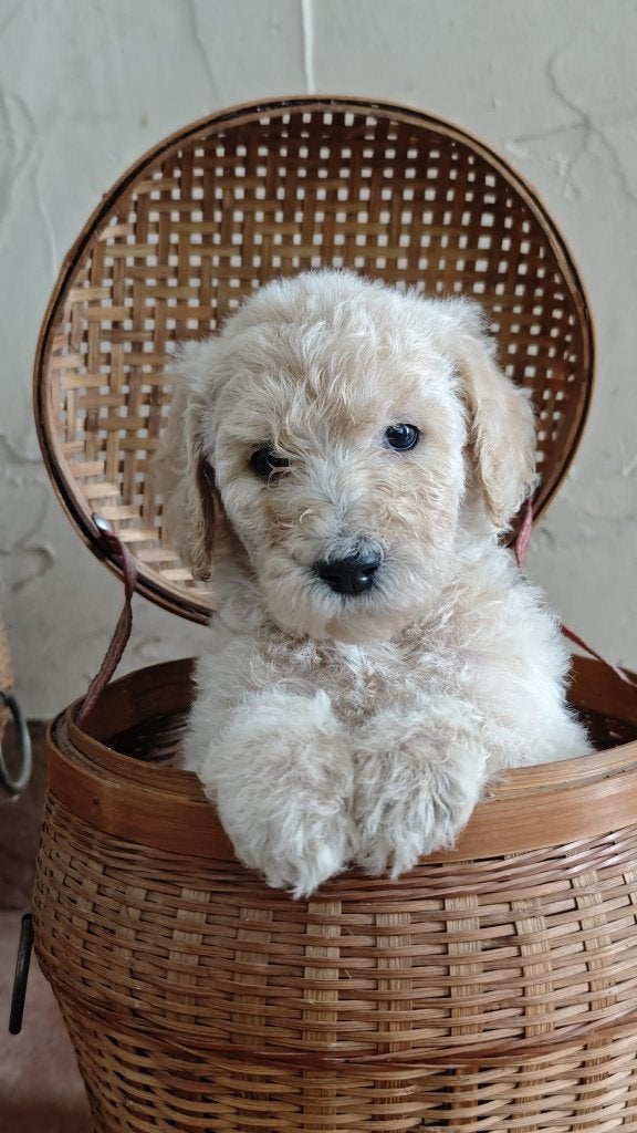Prachtige, sociale, lieve koningspoedel pups, Parvo, Overige rassen, 8 tot 15 weken, Meerdere