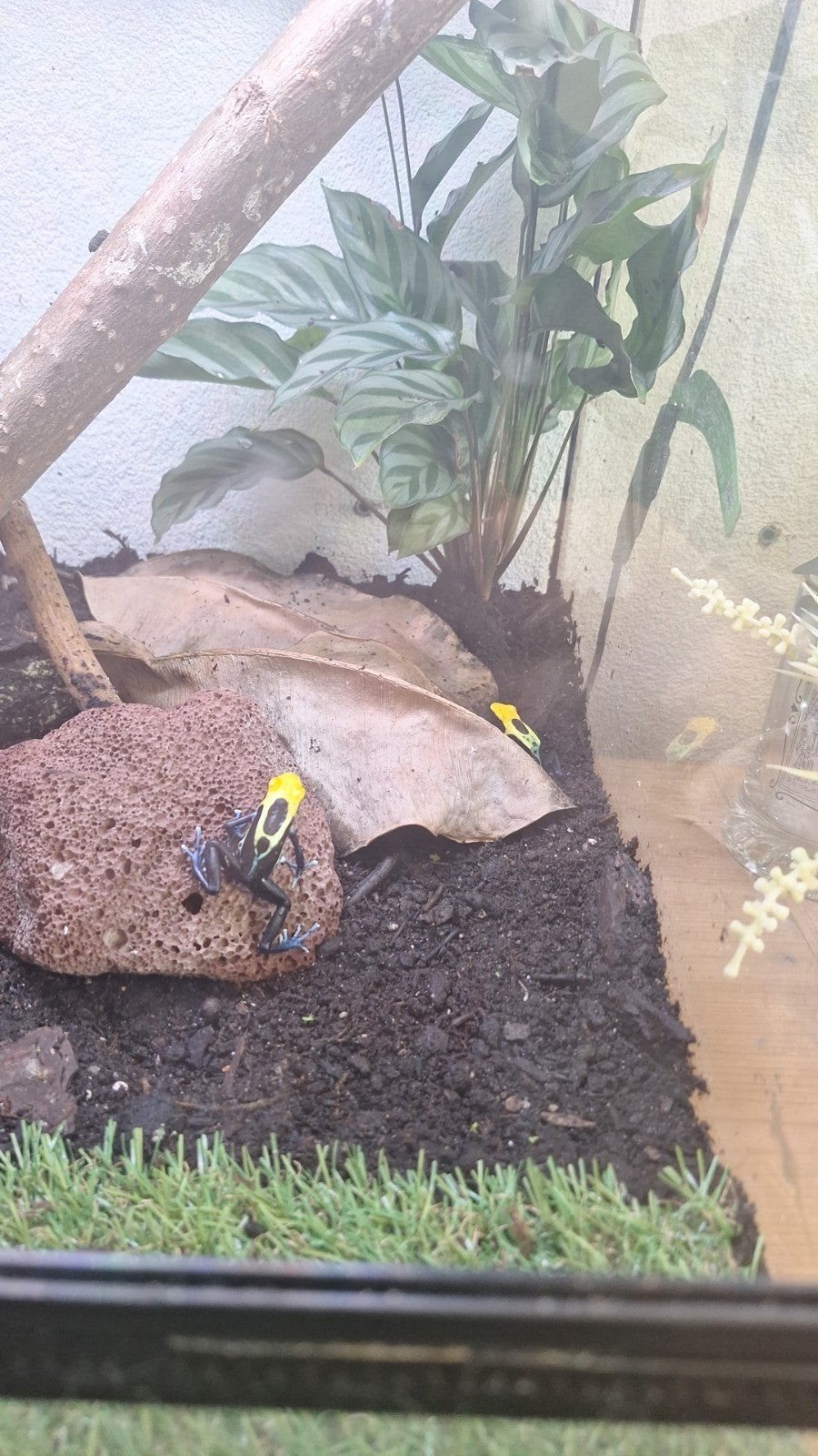 1.1 Dendrobates tinctorius ruilen anolis / hagedis Frog - unknown for sale from Blah blah