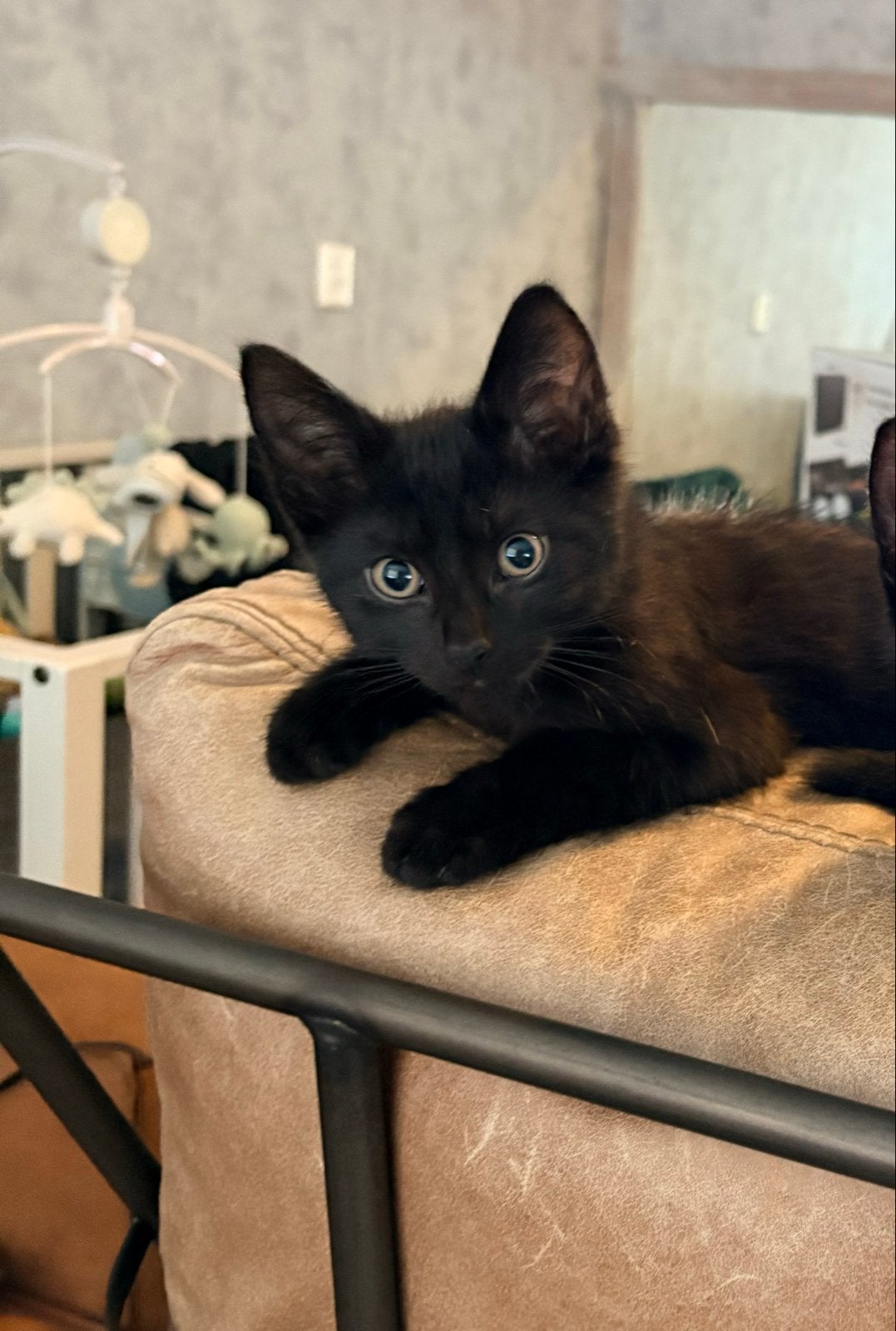 Kitten, Kater