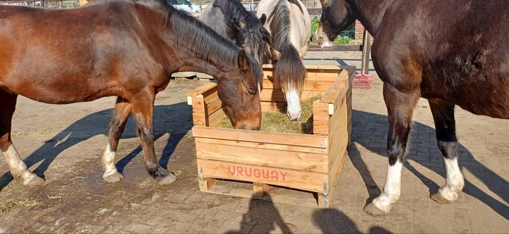Hooikisten, Hengst, 0 tot 2 jaar
