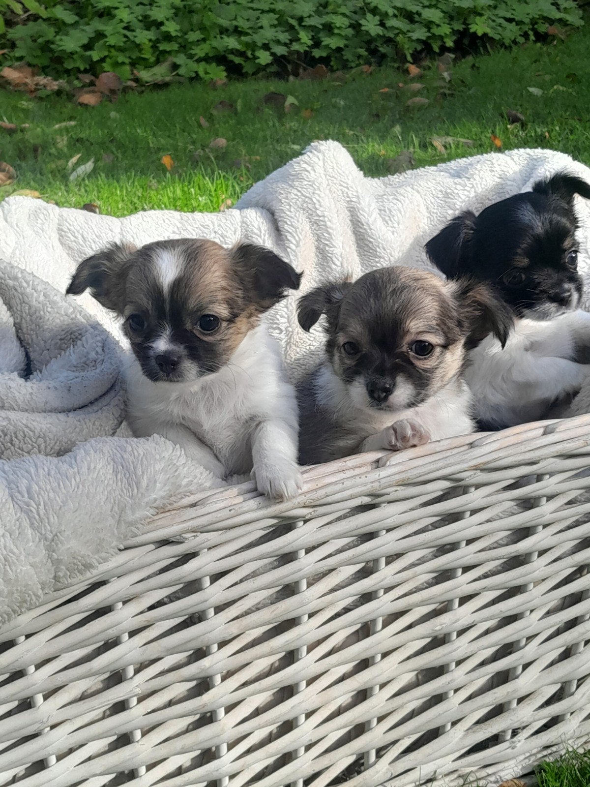 chihuahua pups, 8 tot 15 weken, Meerdere, Meerdere dieren, Chihuahua