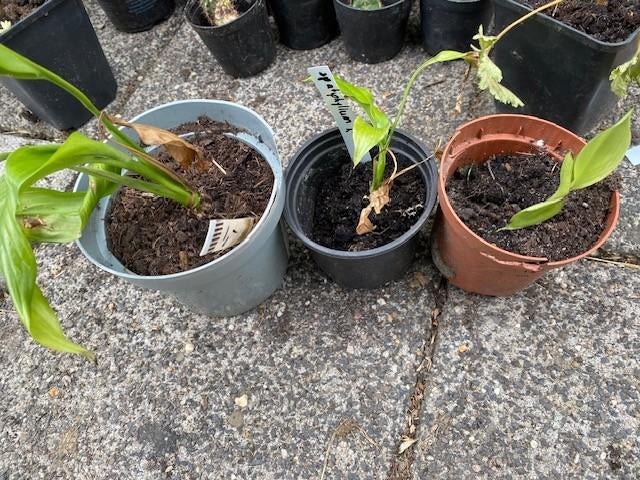 spathiphyllum stekken, Ophalen, Overige soorten, Halfschaduw, Minder dan 100 cm