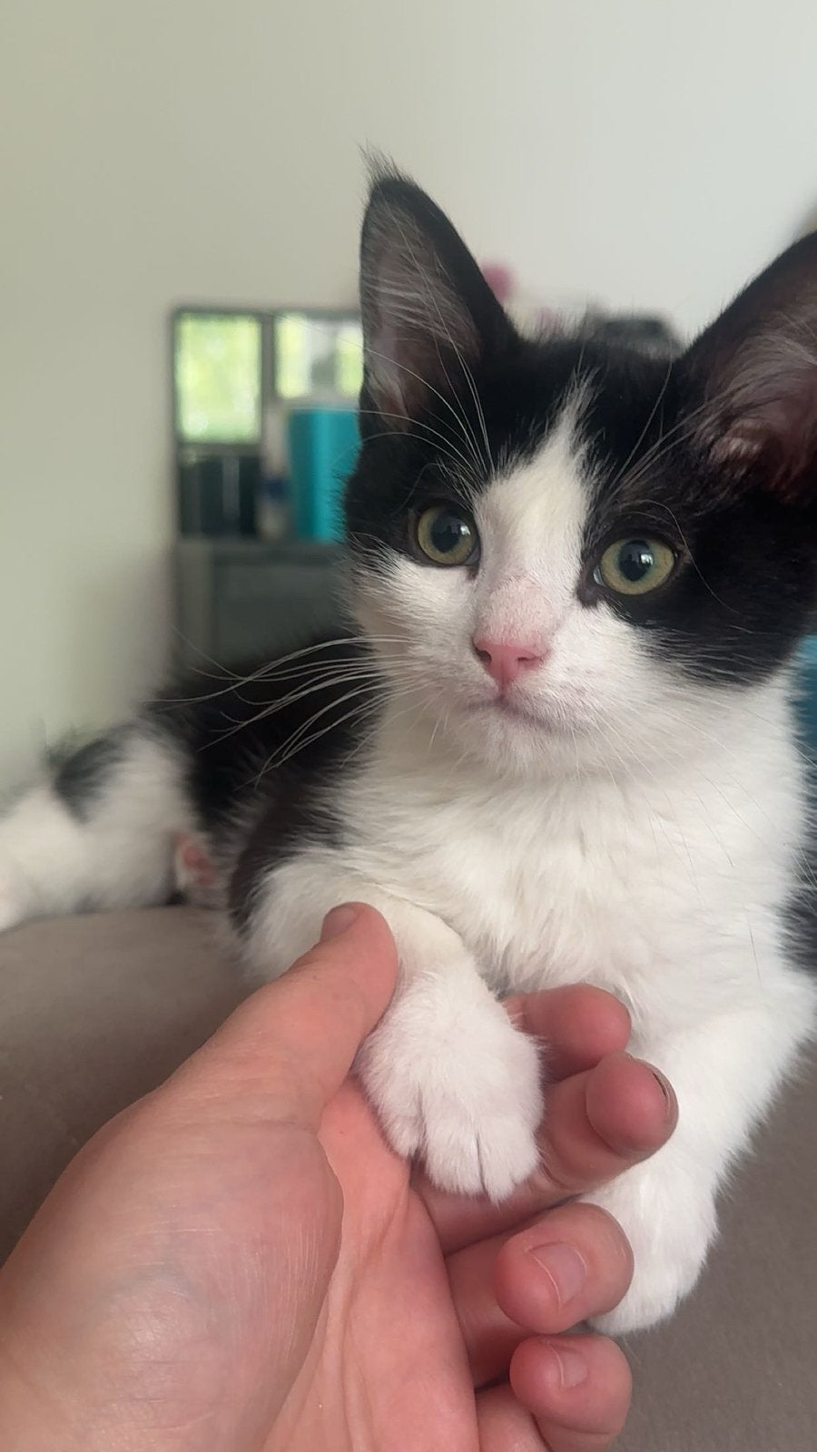 Gouden mandje voor lieve kater., Kater, Kortharig, 0 tot 2 jaar