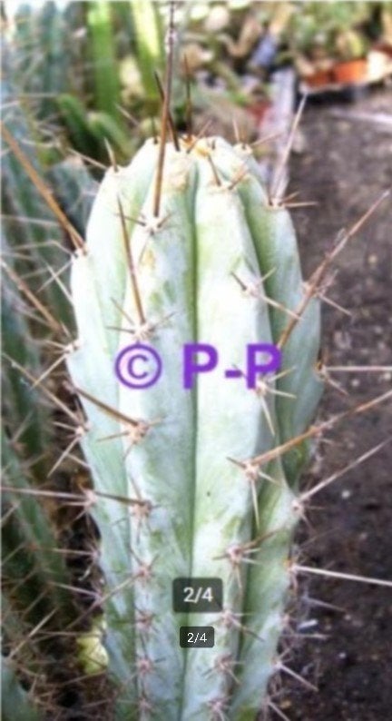 PERUVIAN TORCH CACTUS - DE ECHTE MET LANGE DOORNS !, Huis en Inrichting, Cactus, Bloeiende kamerplant, Volle zon, Verzenden
