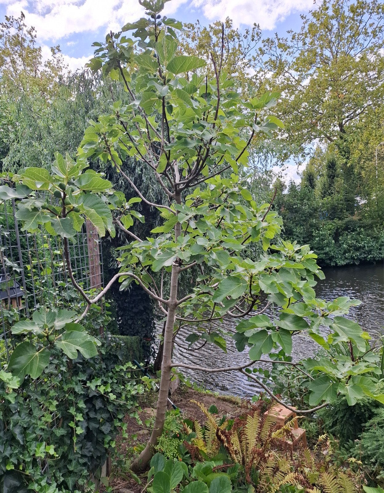 Grote vijgenboom, zelf uitgraven, jaarlijks vruchten, Bloeit niet, Overige soorten, 100 tot 250 cm, Ophalen