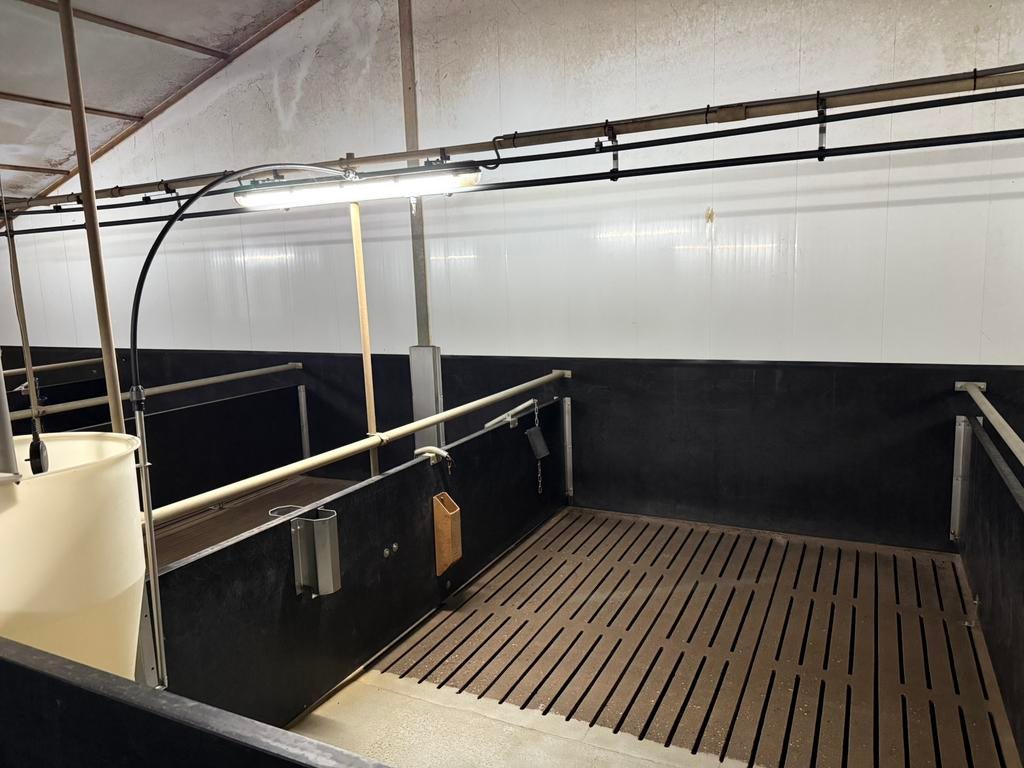 Paneltim vleesvarkens Stalinrichting, Meerdere dieren, Varken