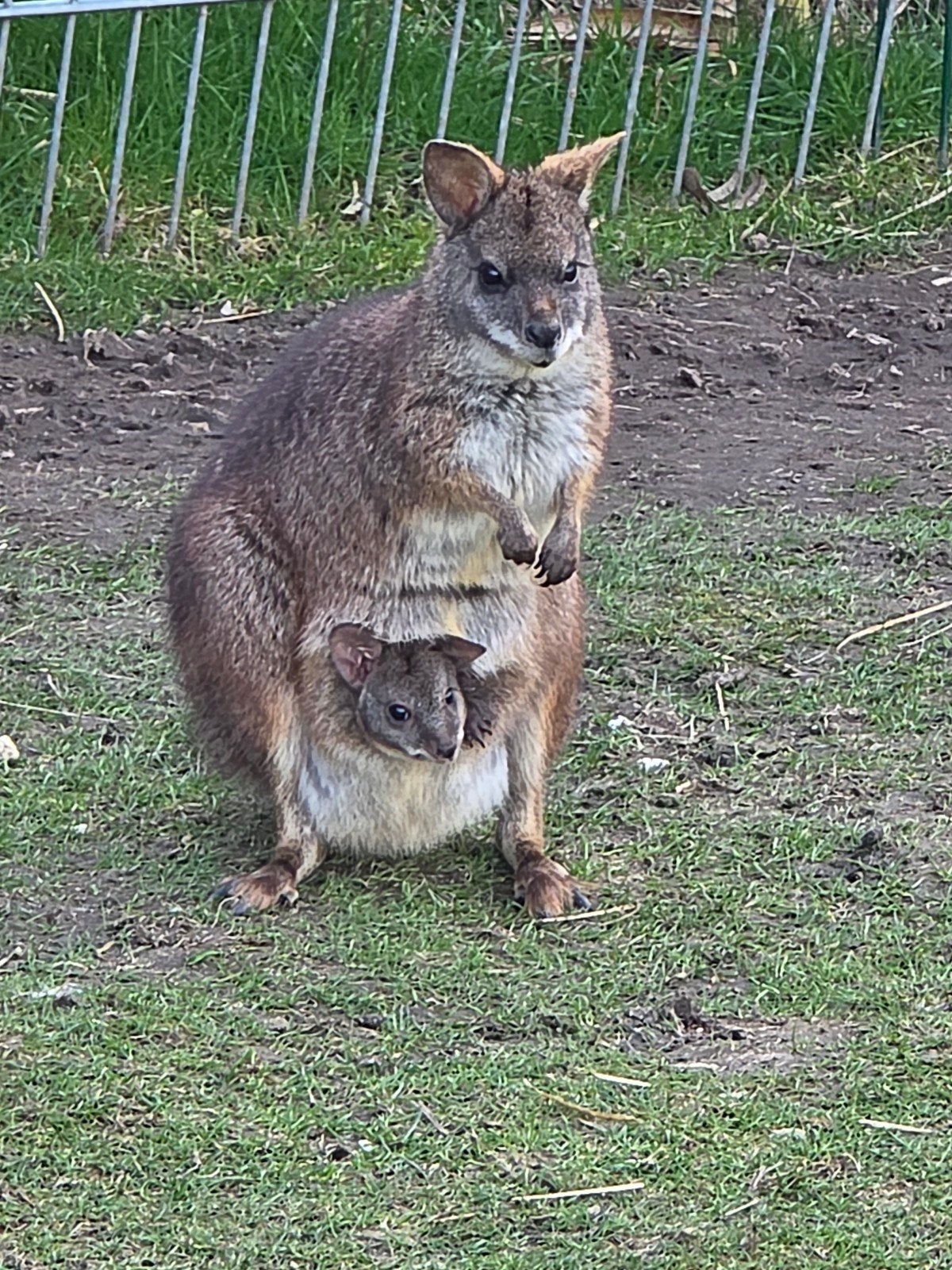 Parma-Wallaby, Januari, Vrouwelijk