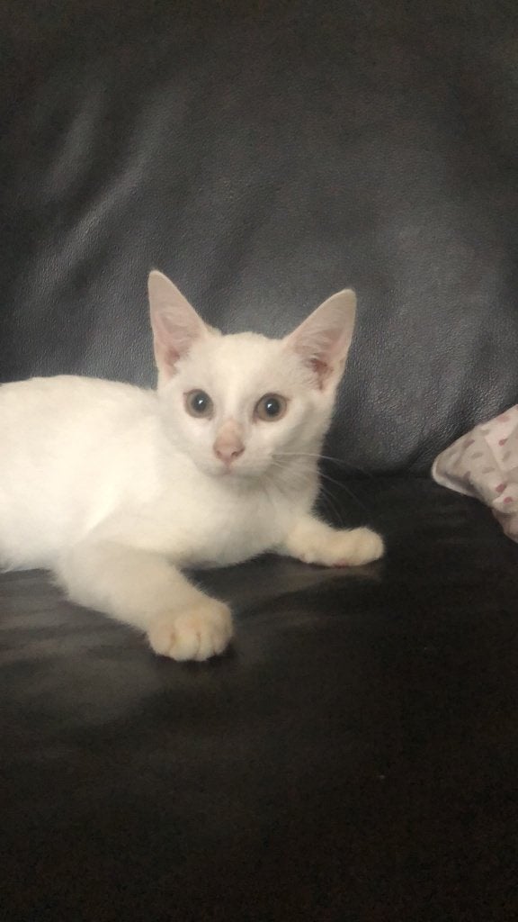 Mooie Gezonde Angora witte kittens te koop, Dieren en Toebehoren, Meerdere dieren, Gechipt, 0 tot 2 jaar