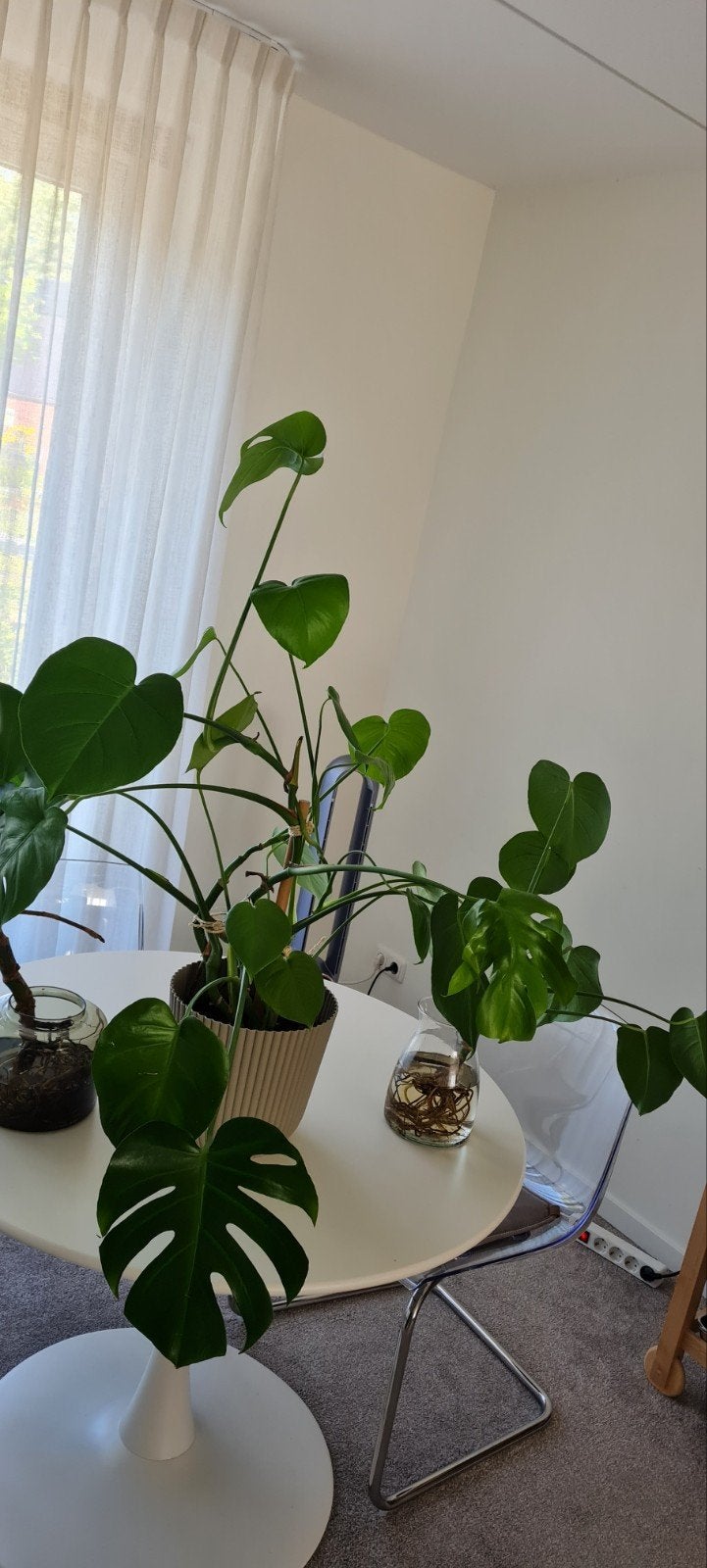 monstera, Ophalen, Halfschaduw, Minder dan 100 cm