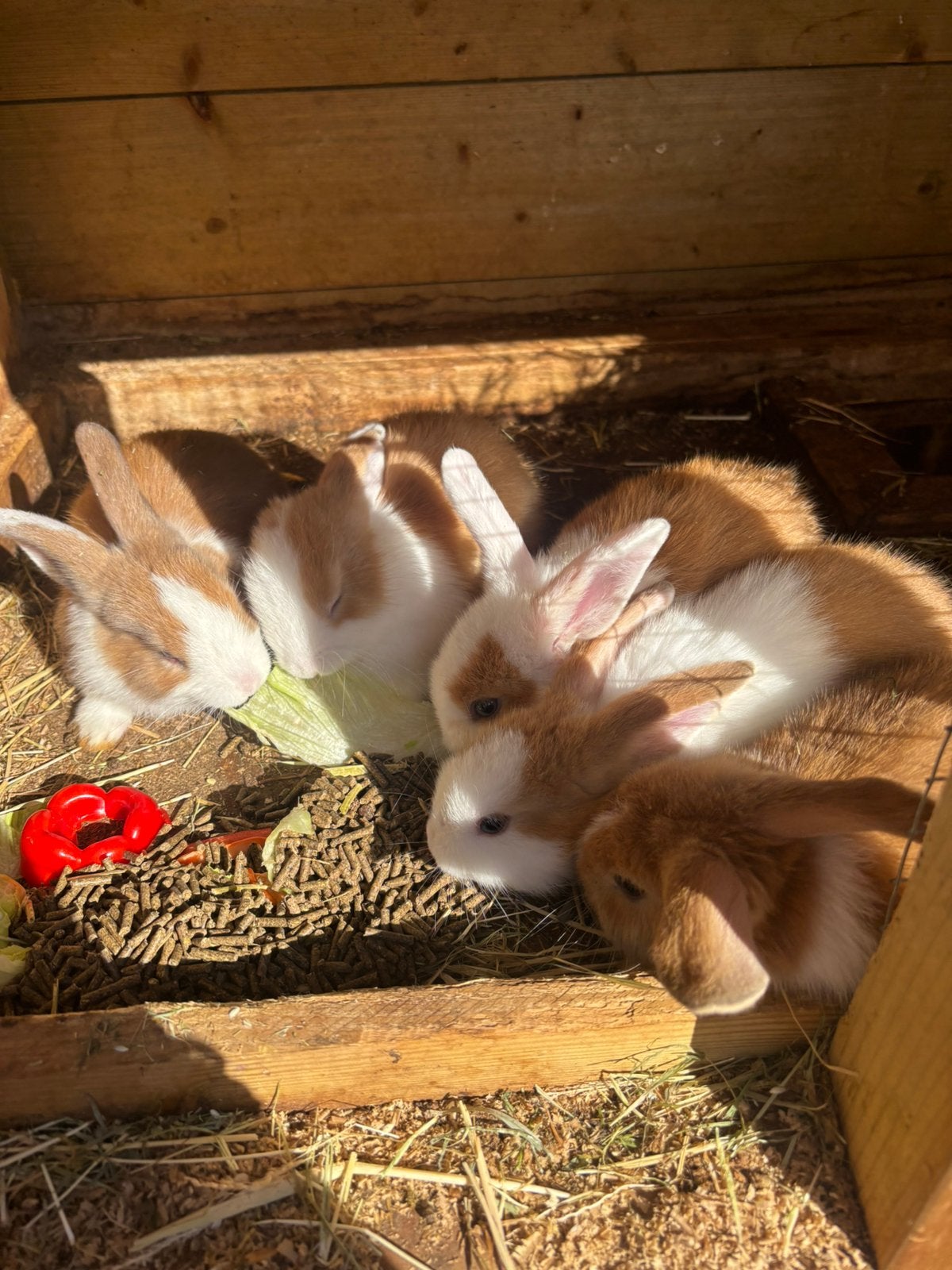 Hollander / minilop konijnen, Dieren en Toebehoren, Konijnen, Geslacht onbekend, Middelgroot, 0 tot 2 jaar