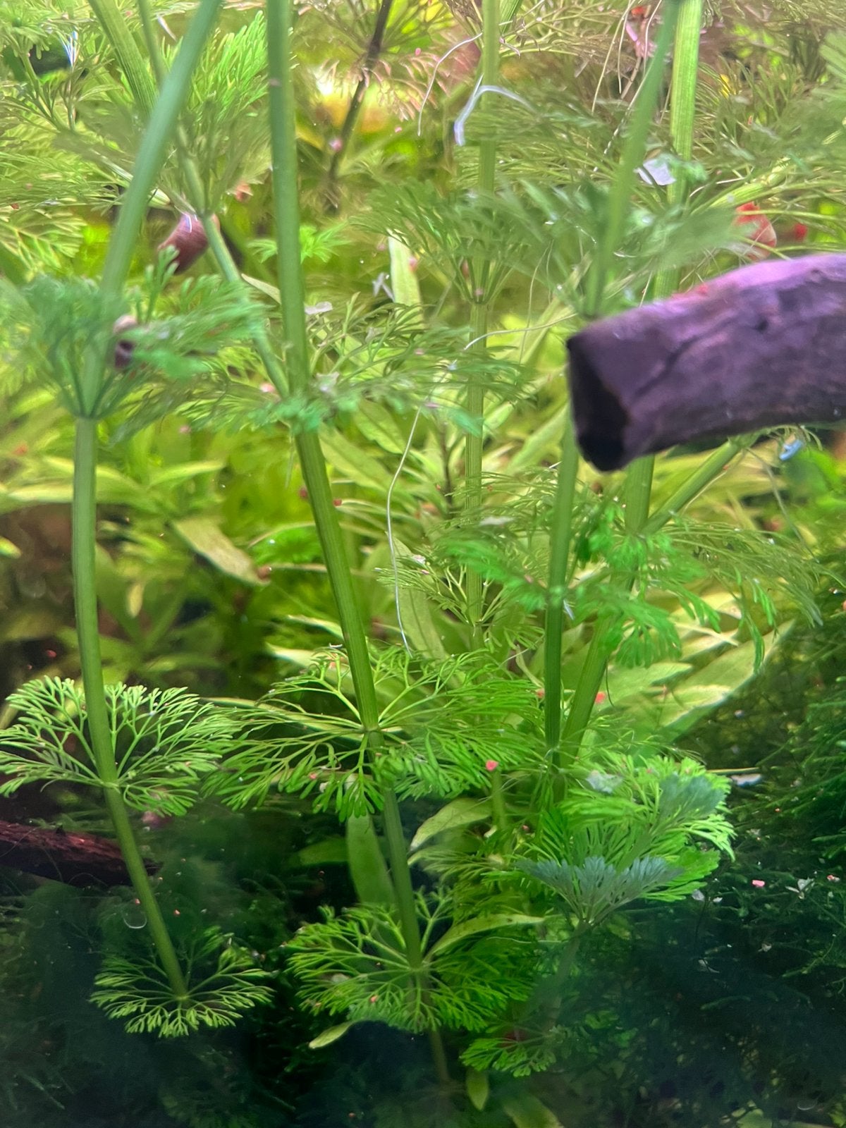 Grratis aquarium planten -  Limnophila sessiliflora, Ophalen, Nieuw, Plant(en), Steen of Hout