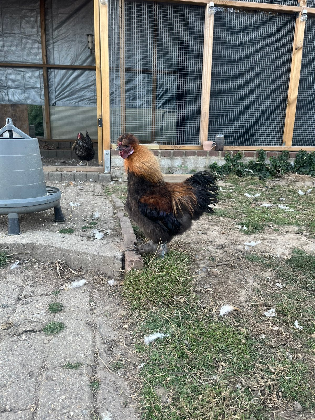 Zijdehoen haantje, Dieren en Toebehoren, Mannelijk, Kip