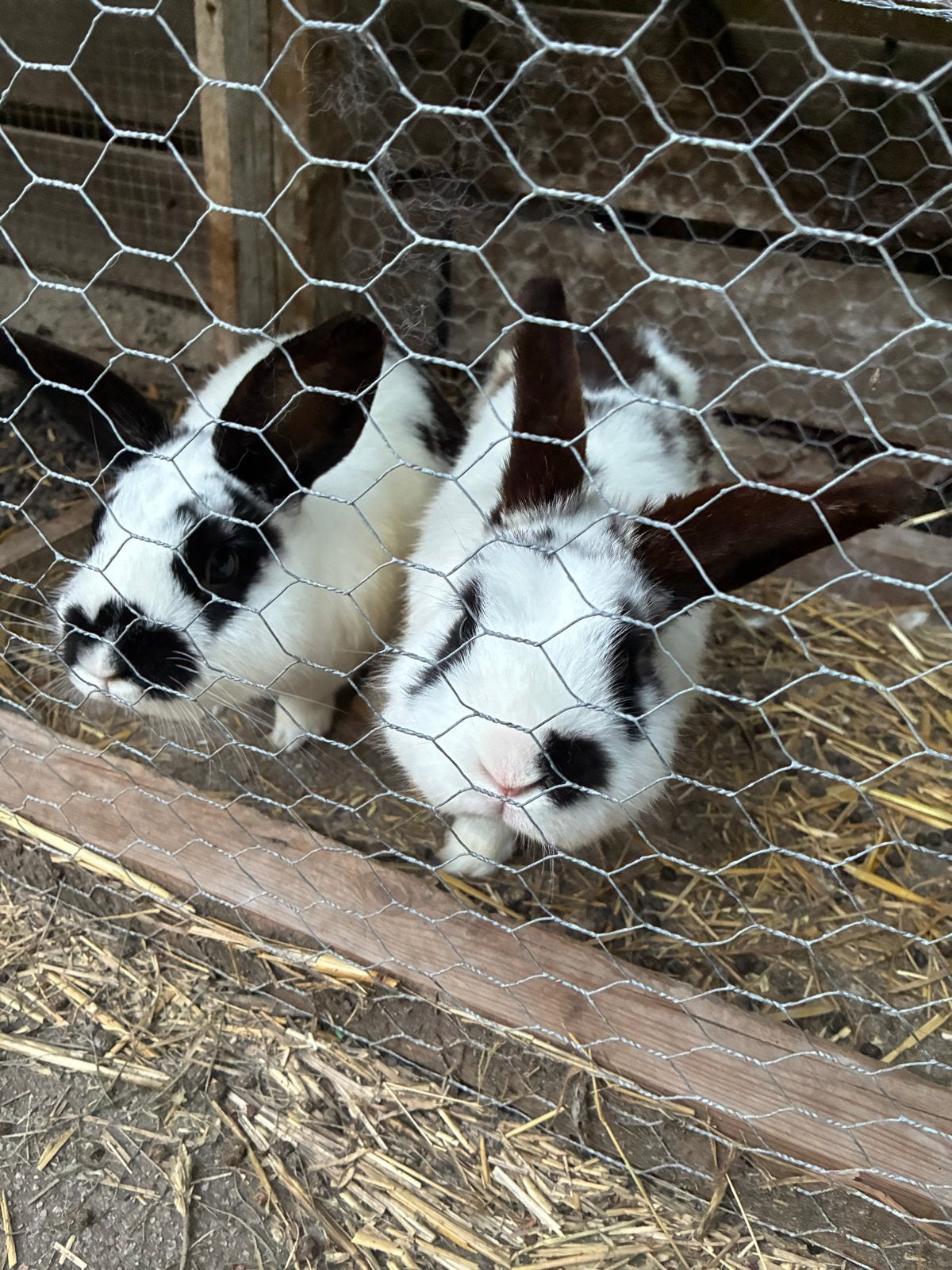 Lieve konijnen, Dieren en Toebehoren, Konijnen, Mannelijk, Dwerg