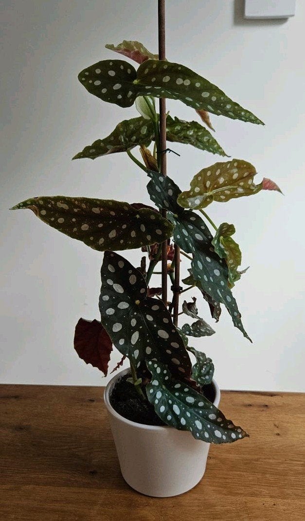 Kamerplant: stippenbegonia / stippenplant - 45+ cm hoog, Ophalen, Overige soorten, Halfschaduw, In pot
