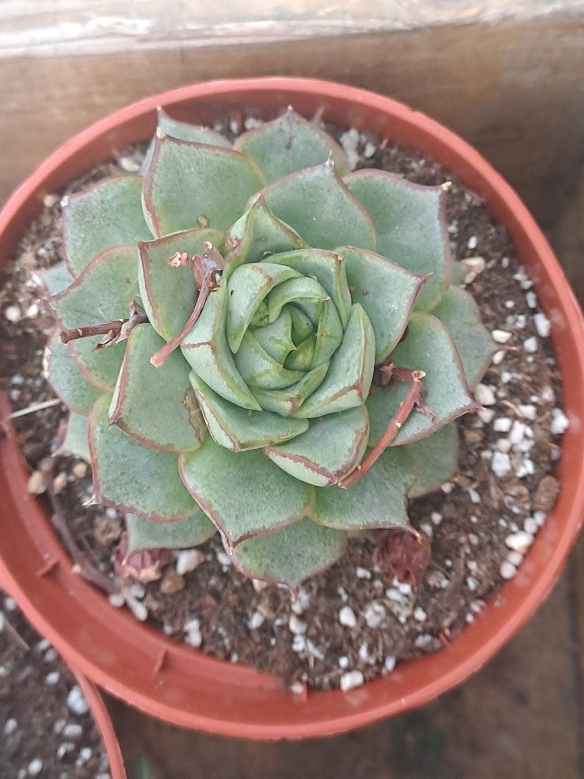 Vetplantjes, Ophalen of Verzenden, Halfschaduw, Minder dan 100 cm