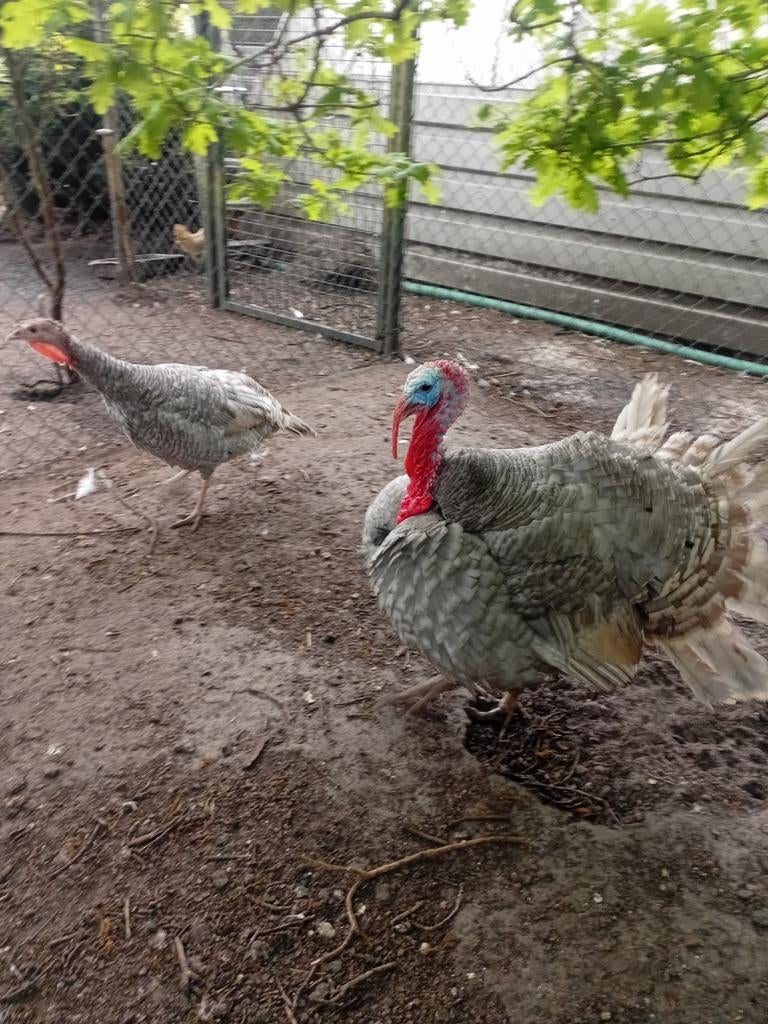 Broedeieren, Dieren en Toebehoren, Pluimvee, Geslacht onbekend, Kip
