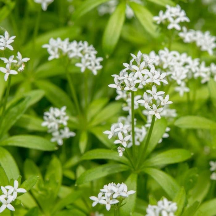 Lievevrouwebedstro - Bodembedekker met witte bloemen, Tuin en Terras, Planten | Tuinplanten, Ophalen, Halfschaduw