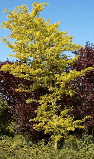 Gleditsia Triacanthos Sunburst | Gele valse christusdoorn, Bloeit niet, Overige soorten, 400 cm of meer, Ophalen