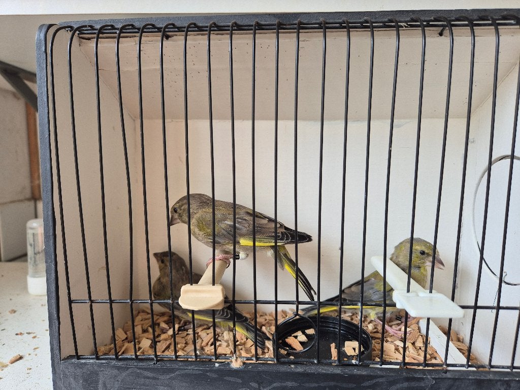 3 stuks groenlingen, Meerdere dieren, Wildzangvogel, Geringd