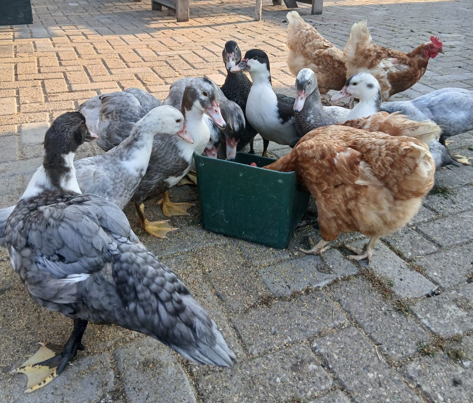 kaapse eenden, Dieren en Toebehoren, Pluimvee, Meerdere dieren, Eend