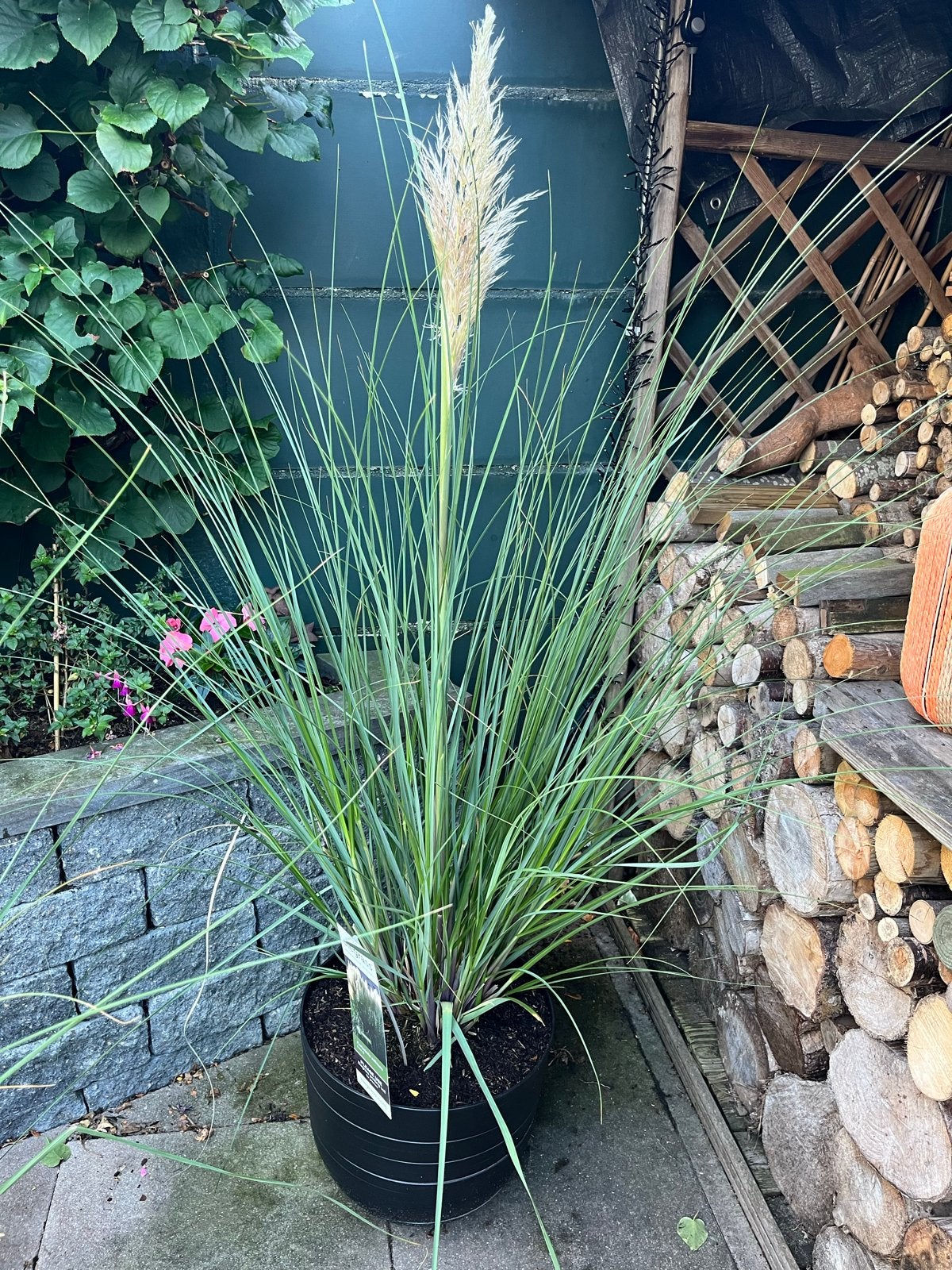 Prachtig groot pampasgras (Cortaderia selloana) in zwarte po, Ophalen, Volle zon, Vaste plant, Siergrassen