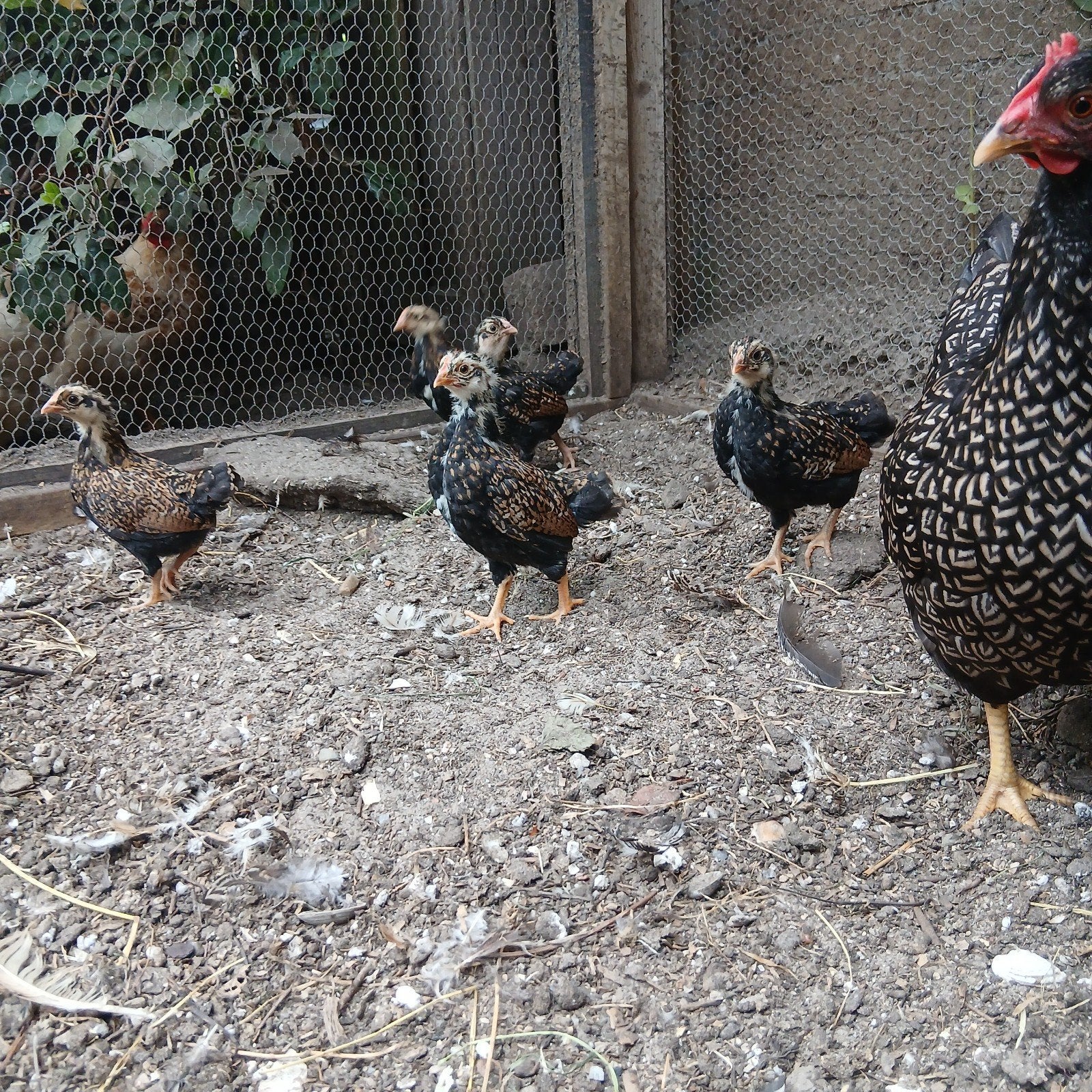 Barnevelder kriel hanen, Dieren en Toebehoren, Mannelijk, Kip
