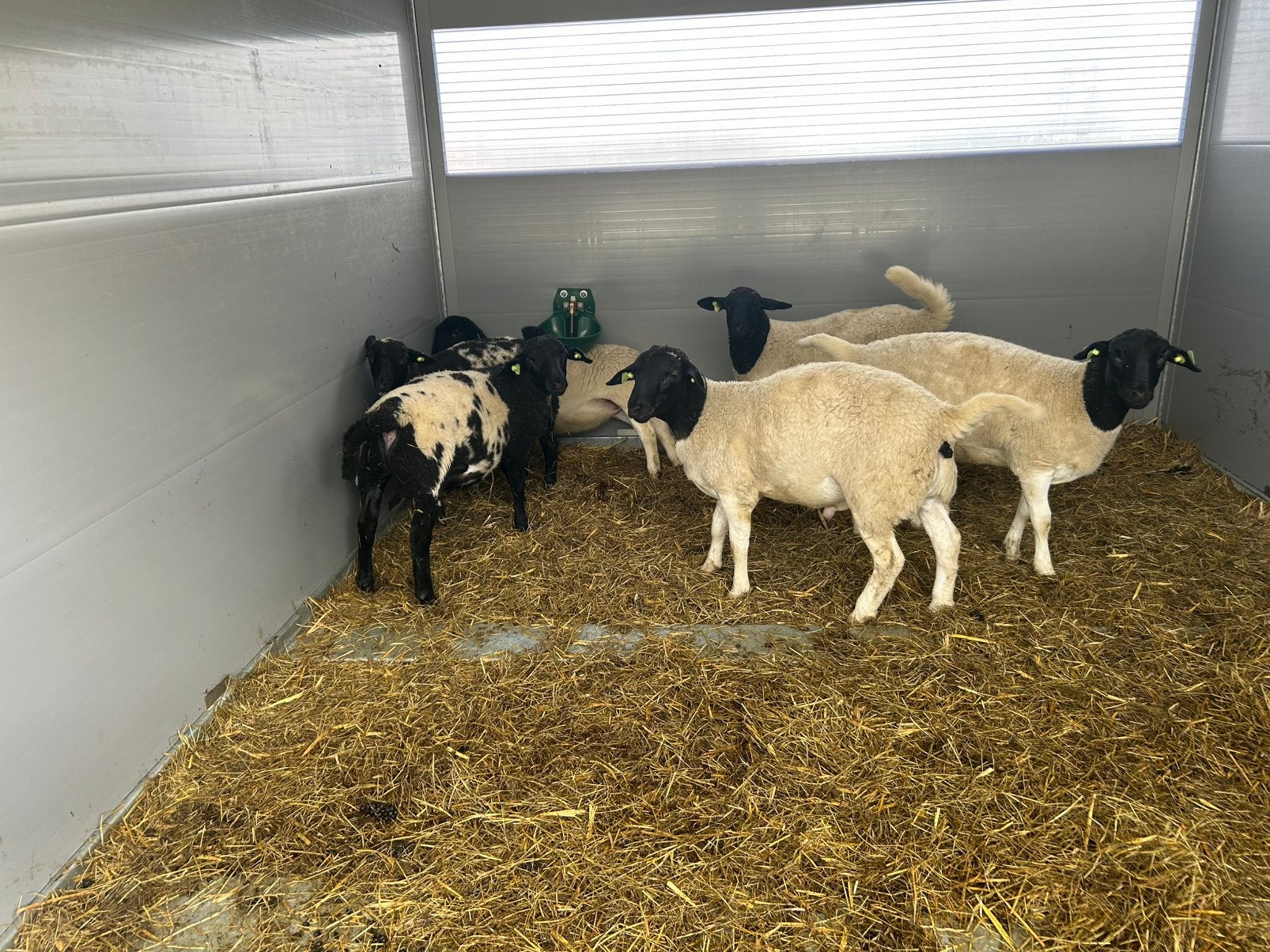 Dorper stamboek fok rammen, Dieren en Toebehoren, Mannelijk, Schaap