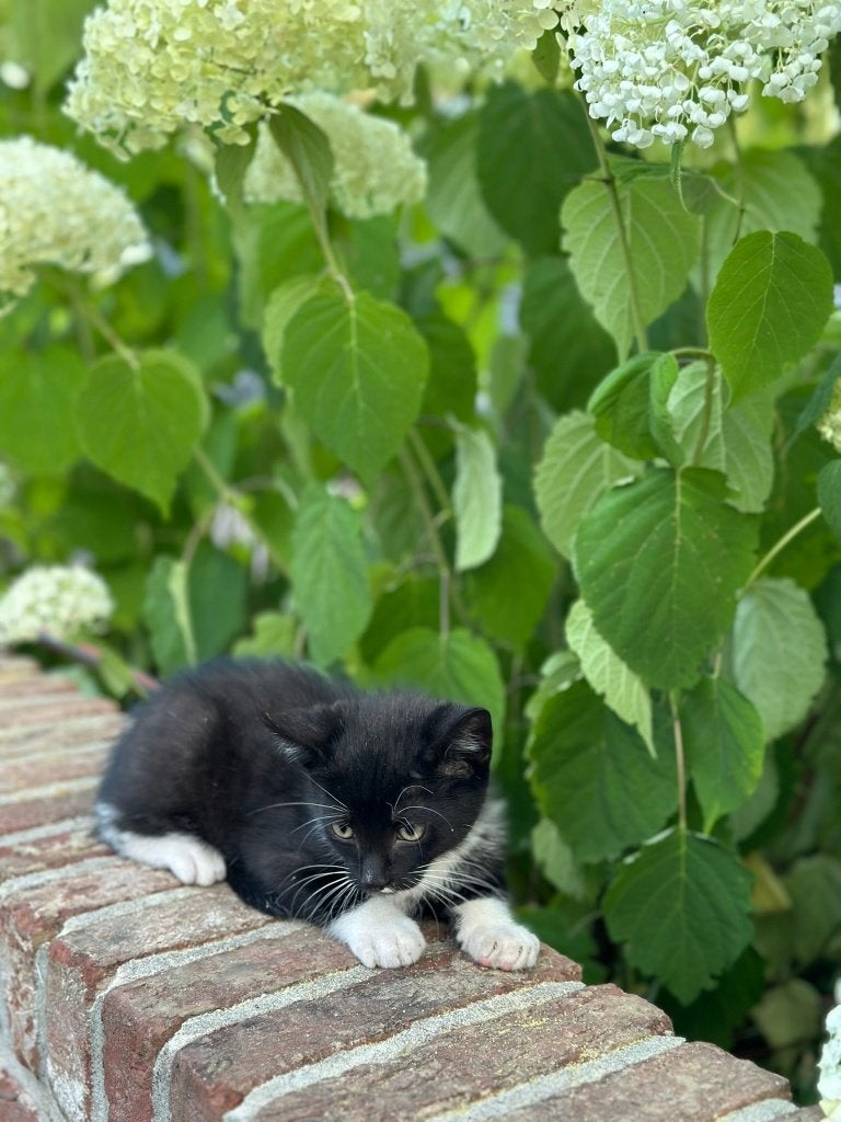 2 leuke kittens te koop!, Meerdere dieren, Ontwormd, 0 tot 2 jaar