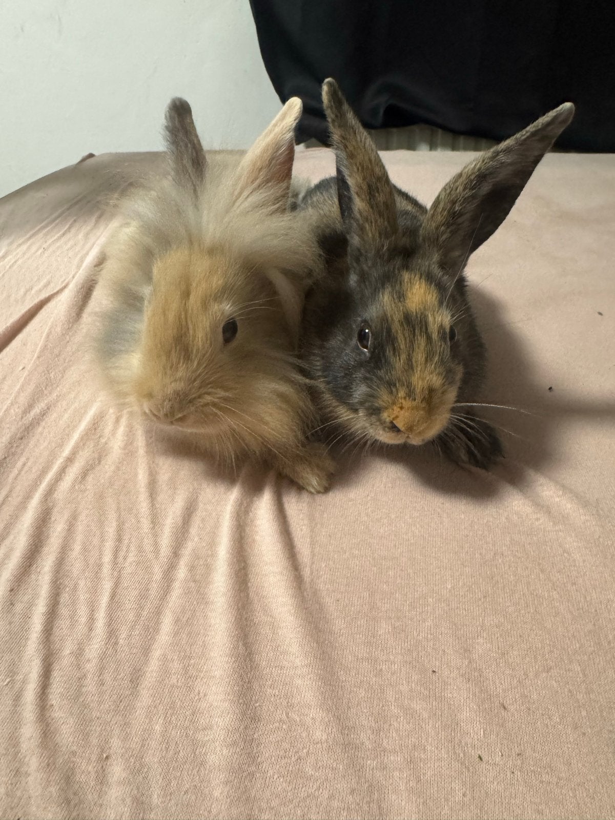 2 lieve babykonijntjes, Dieren en Toebehoren, Juli, Vrouwelijk, Overige typen, Tam