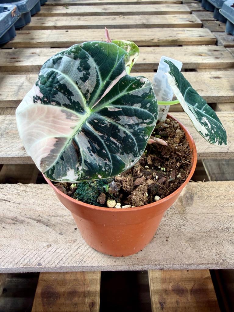 Alocasia Black Velvet Pink Variegata p12, Ophalen of Verzenden